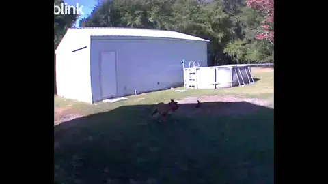 #boxersoftiktok #harleytheboxer #troopertheboxer #boxerdog 