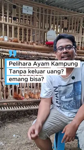 Pelihara ayam tanpa keluar uang bulanan emang bisa? bisa dong! ini tips trik buat pelihara ayam biaya 0 rupiah #ayamkub #ayamkampung #elba 