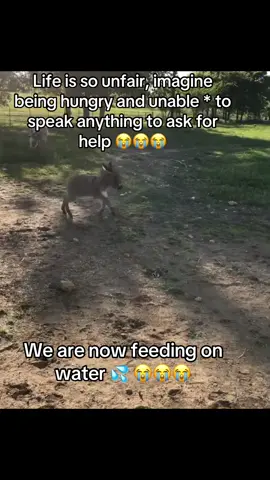 #donkeysoftiktok #ponylove #donkeys #donkeys 