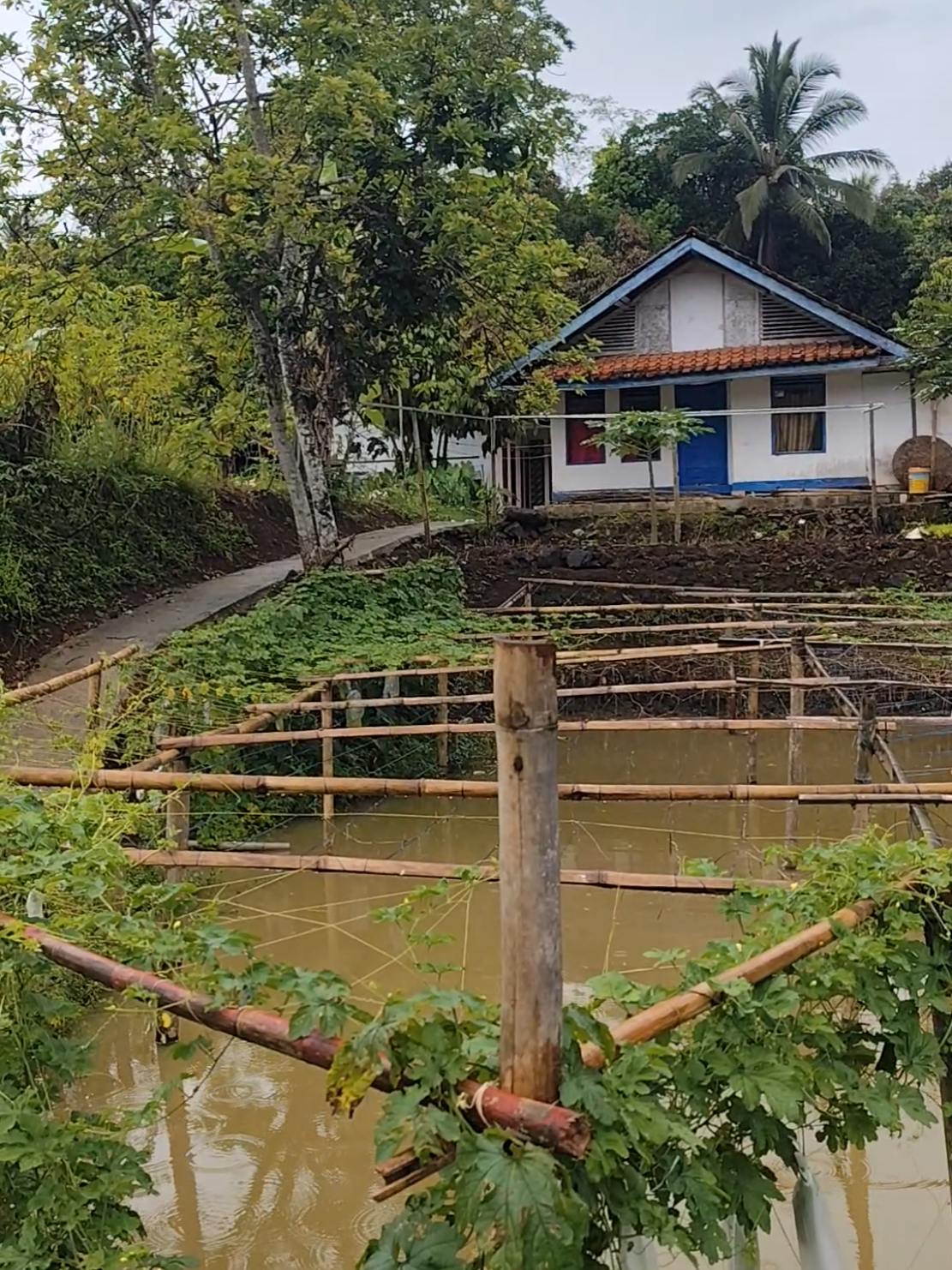 Bikin Betah Suasana Pedesaan Di Kecamatan Tanjung Jaya Kabupaten Tasikmalaya #tanjungjaya #suasanapedesaan #videopedesaan #pemandanganalam #kabupatentasikmalaya 