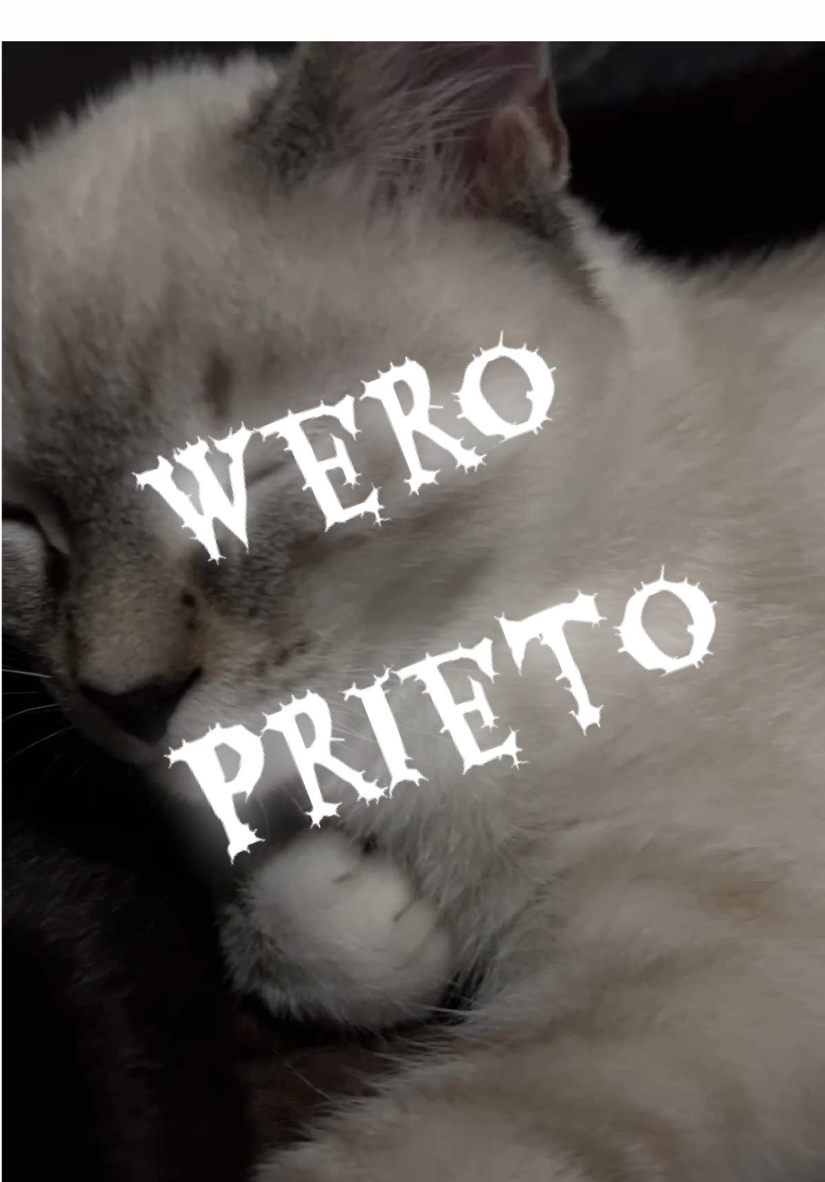 Uff que sera eso #cat #catsoftiktok #mascotas #pet 