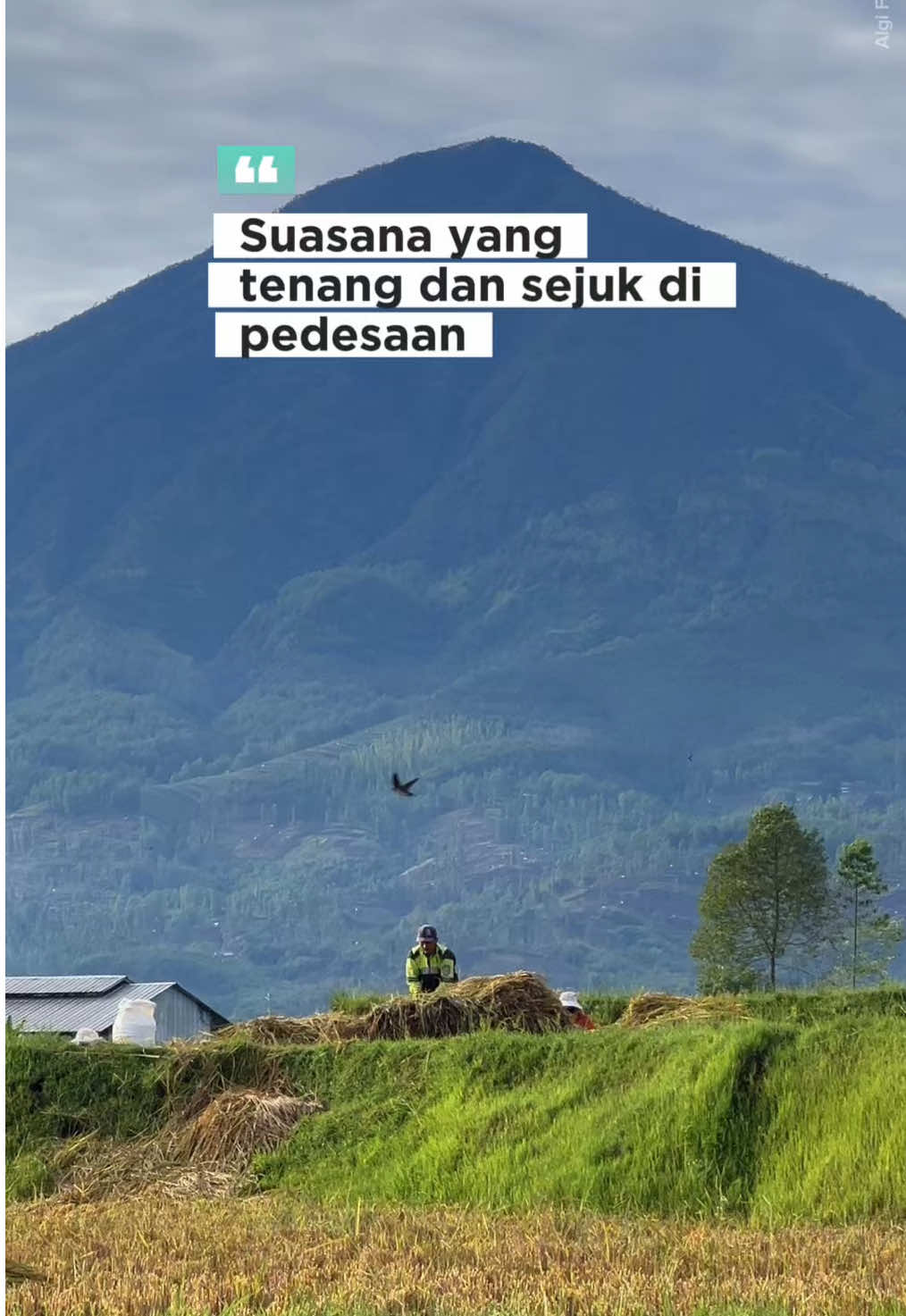 Suasana yang selalu dirindukan 👀 #suasanakampung #suasanapedesaan  