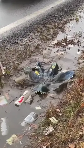 Field Notes: November 10, 2024 Location: A lay-by on the A5, English Midlands ⠀⠀⠀⠀⠀⠀⠀⠀⠀⠀⠀⠀⠀ Encounter Summary: The world was a uniform grey, the air thick with drizzle and the smell of wet asphalt. I was documenting the hardy flora of a roadside ditch—a grim terrarium of mud, grass, and discarded aluminum cans. There, half-submerged in the scummy water, was what I registered as just another piece of human detritus: a large, sodden black tarp or rubbish bag. It was only the unnatural, star-like yellow markings on its surface that made me pause. I thought it was a faded logo. Then, the sound of a passing lorry must have been the trigger. The 