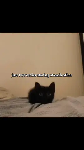 #Love #Relationship #cute #cats #viral 