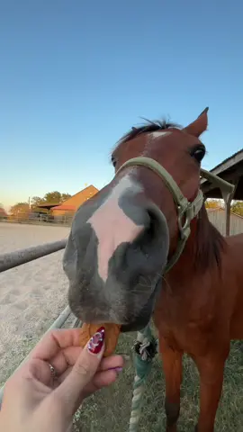what should honse try next?  #honse #horsesontiktok #fyp #foryoupage #foryourpage 