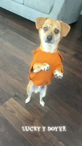 #dogs #fypシ゚viral 