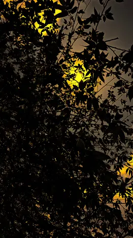 لا أطلب منك الكثير، فقط كن مَأْمُومي في كلِّ صلاتي. Aku tidak meminta banyak darimu, hanya satu saja, jadilah makmumku di setiap shalatku. #syairarab #qoutesarabic #arabicsong #langitaesthetic #xyzbca 