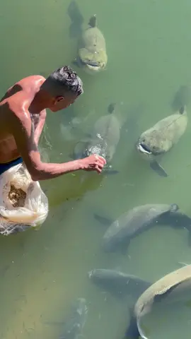 #valdemir Encantador de peixe gigante 