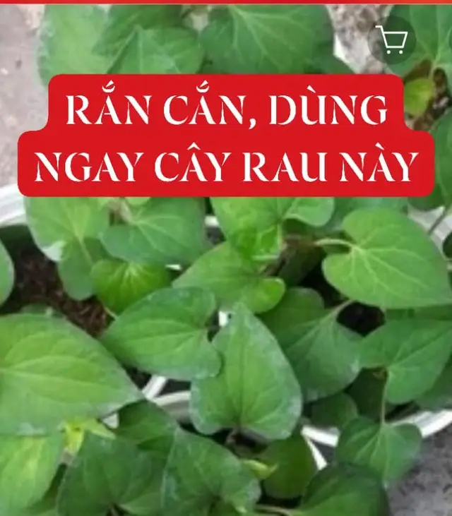 nếu ai bị rắn độc cắn uống ngay lá này #tangdekhangkep #chamsochemiendich #phamthuy 
