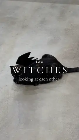 Witches recognize each other. 🌚🐈‍⬛🕯️✨🍂 #witchcraft #witchcore #darkaesthetic #darkvibes #blackcat 