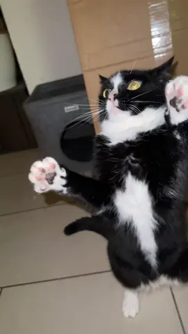 #fyp #cat #funnytiktok #funnycats #blindcats miau