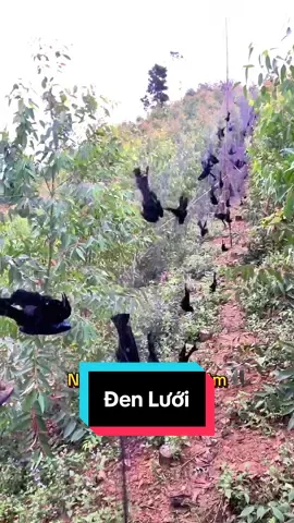 Chèo Bẻo Lao Đen Lưới #cheobeo #tiengchimdem #luoitanghinh #NvT #xuhuong 