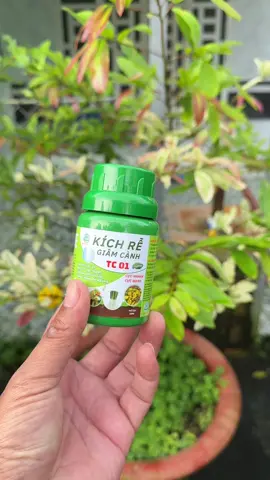 phân bón kích rể cây trồng#shopbinhphukiengiadung #phanbon #kichre #kichremaivang #kichrecay 