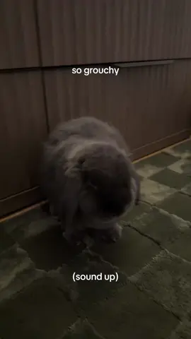 sassy boy #rabbitsoftiktok 