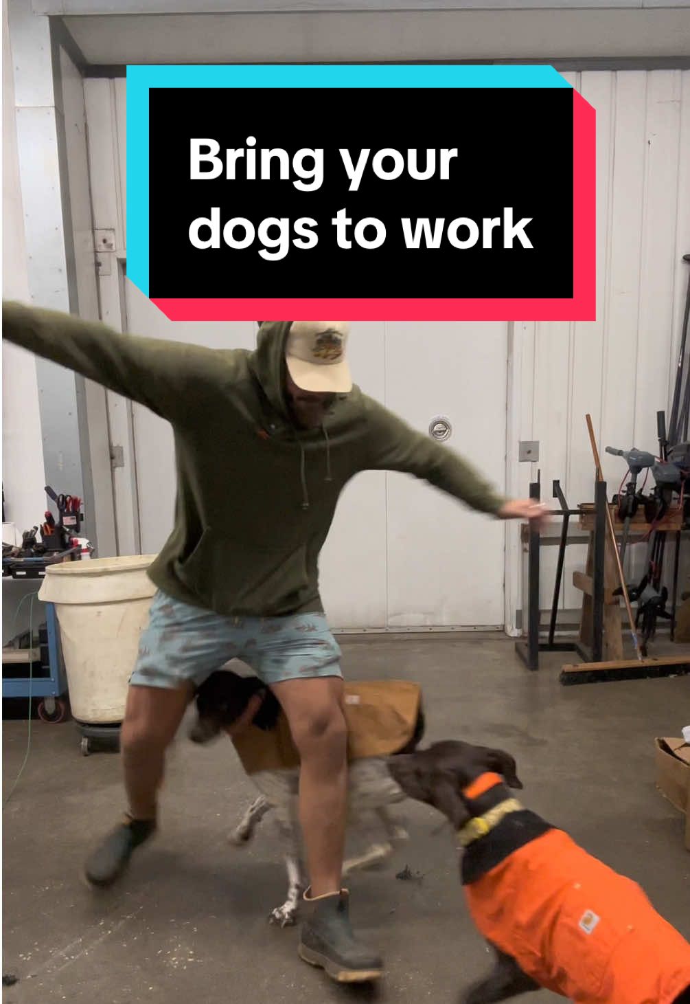 Do you think you could handle your dogs at work?! 😂 #funnydogvideo #gsp #puppy #Outdoors