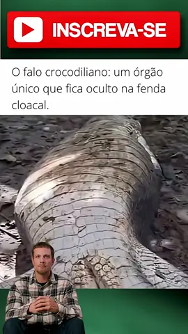 Crocodilos: Como Funciona a Reprodução Desses Répteis #wild #animal #curiosidade 