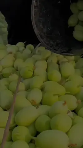 Benih Timun Buah Manis Rangup  #benihtimunputeri  #benihtimunjepang  #timunrangup 