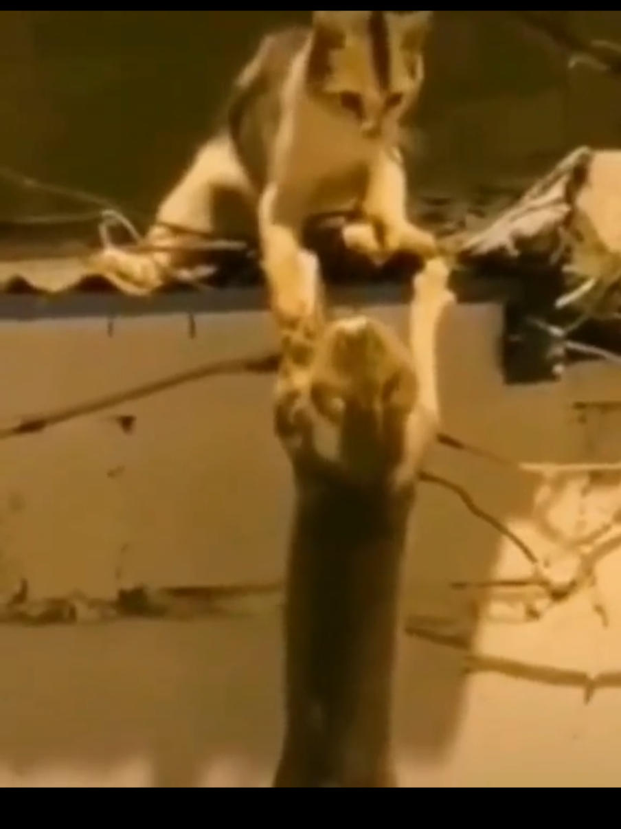 Scar kills simba and mufasa sad lion king #villain #vilão #villains #scar #mufasa 