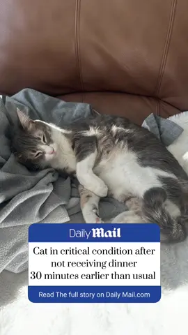 Unfortunately this happens to cats all around the world every day #catdad #tabbycat #cattok 