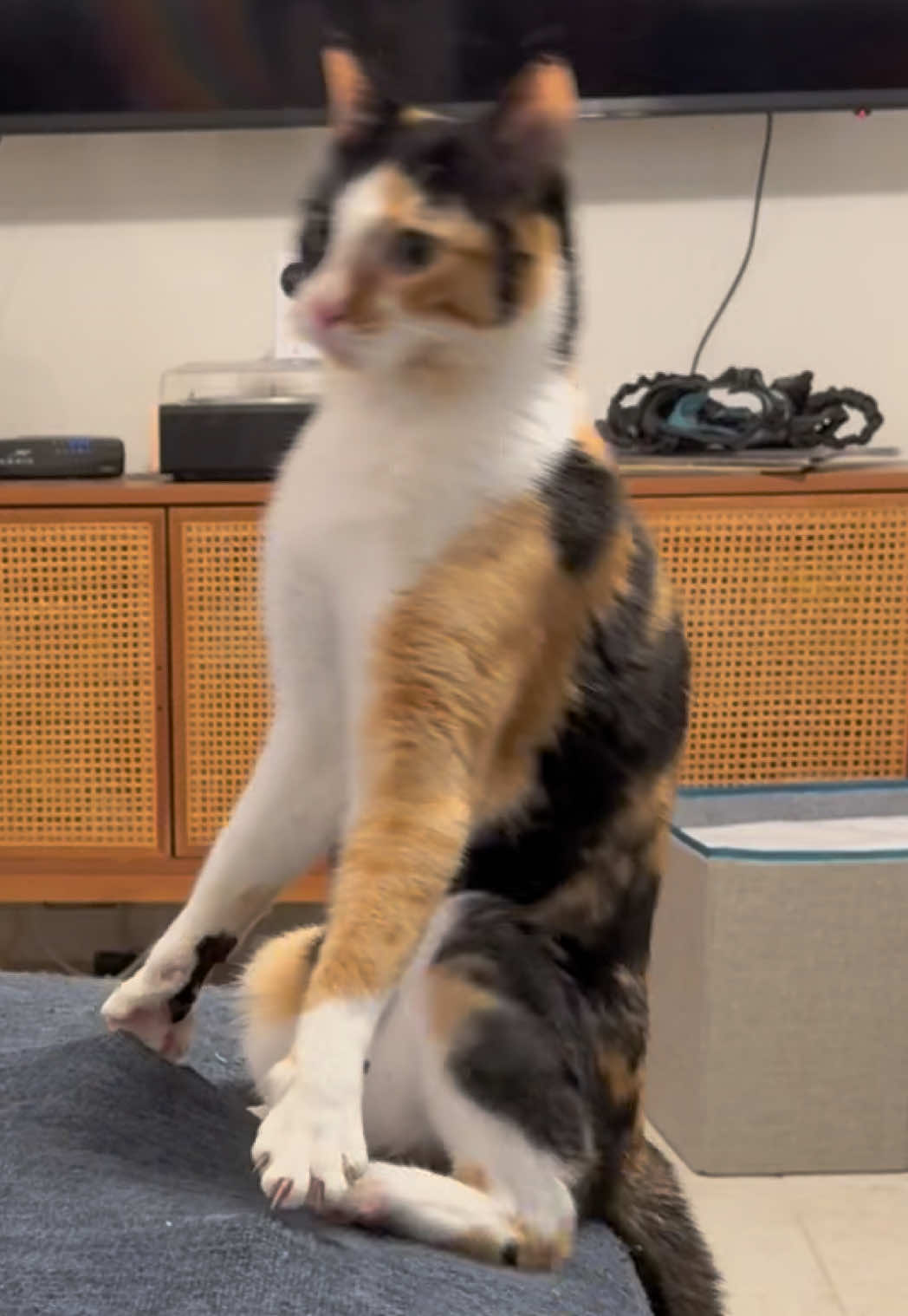 The leaning tower of Churu 🗼#wobblycat #cerebellarhypoplasia #cat #cats #asmr 