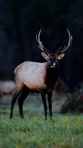 Last light shooting with my @Nikon USA Z9 with this beautiful bull elk!  . . ##nikonoutdoors##NikonCreators   📸 Shot on my NIKKOR Z 600mm f/4 TC VR S Lens.  . . 📍WA . . ##Elk##wildlifephotographer##wildlifephotography