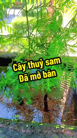 Cây thuỷ sam đã có bán , anh em nhanh tay thì còn nhé #xuhuong #nuoica #thuysinh #phukiencacanh 
