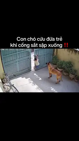 Con chó cứu đứa trẻ khi cổng sắt sập xuống ‼️#xuhuong #viralvideo #vchannelvn #trending #chókhôn 