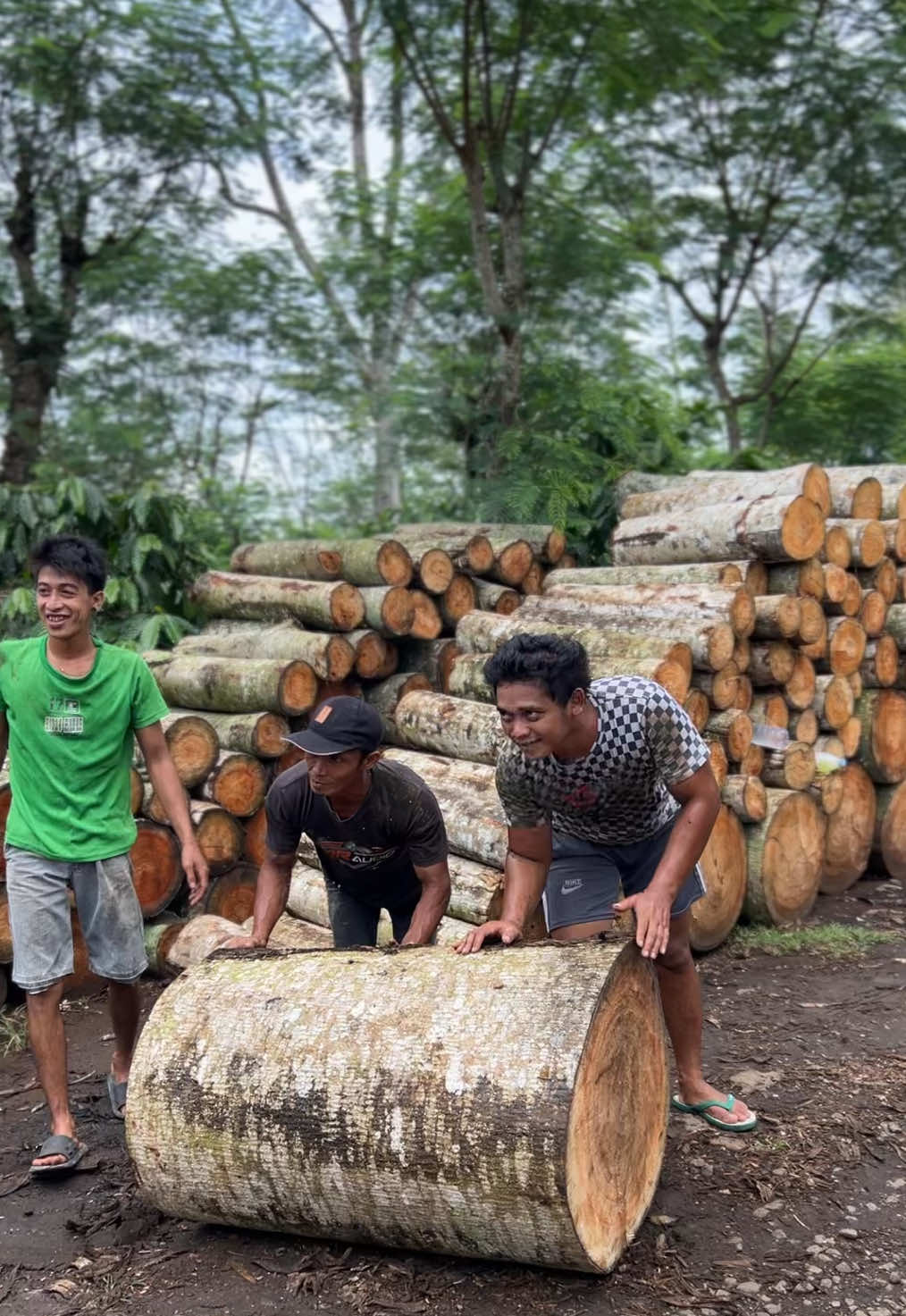 Ngoten niku 😌 #muatkayu #logsengon #trukkayu #ptpnbangelan #foryoupage 