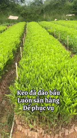 Keo hom đảo bầu, rễ ra đầy đủ, chất lượng nhé mn #xuhuong #vuonuomphuong #keohom #76quangngai 