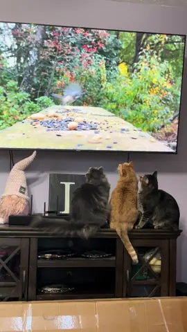 Keeps them occupied for hours 😂#cat #catsoftiktok #birdwatching #orangecatbehavior #trio 