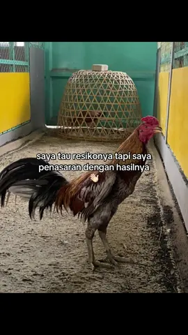 #fyp #fypage #berandatiktokk #napifarm #WahyuNF 