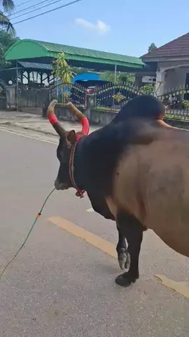 #โคโหนดเพชรนำชัย🏆💎 #อาร์เรส💎🏆 #ค่ายโคเพชรนําชัย💎🏆 #รักทุกคนชนทุกค่าย🐂🤍 #ไม่ใช่การทารุนกรรมสัตว์❤🐓 