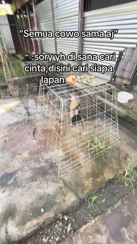 #Lagaligo_time #fypppppp #lewatberanda #ayamimport #ayamplipin🇸🇽 #sebatik 