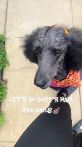 After Zoey’s spaw appointment I always refresh her hair and paint her nails 💅🏽 the polish I use tends to stay on a lot longer than the one they use at her grooming salon and it’s not chunky #doggrooming #dogsofttiktok #poodlesoftiktok #fyp 