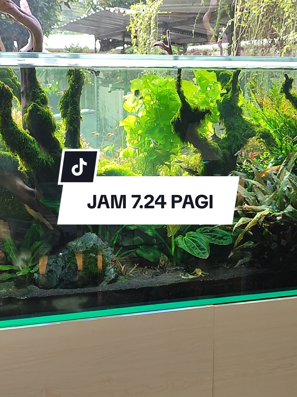 Hapy morning guys 😁 #aquarium #aquascapejogja #javascapeaquarium #aquascape #aquascapeindonesia 