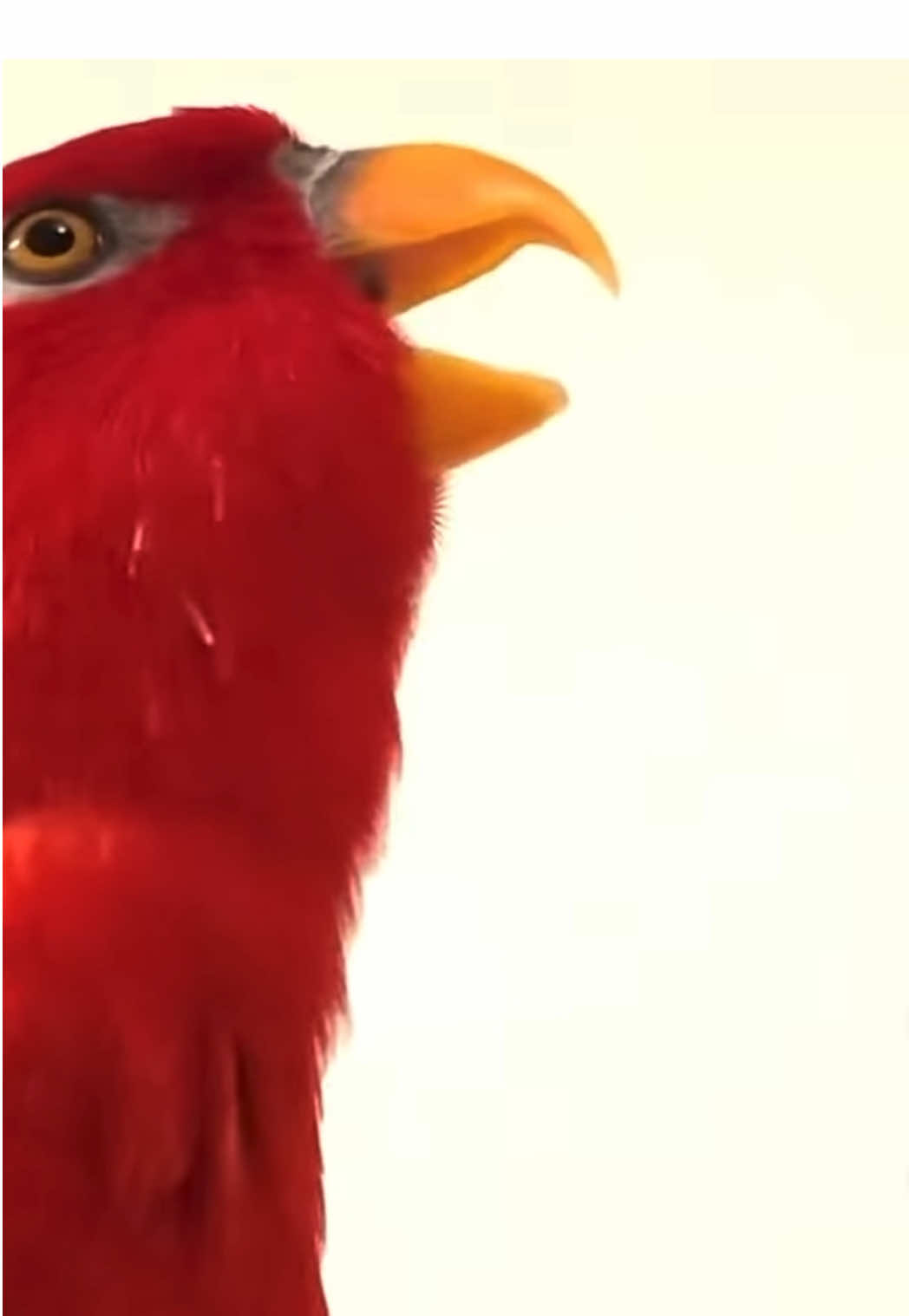 Gumimiiiiiii gumiiiiigumiiiii🍅 #redbirb 