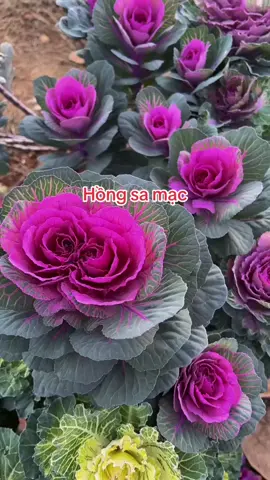 Hồng sa mạc#xuhuong #xuhuongtiktok #thegioihoaxuongrong #hoadepbonmua #hoacaycanh 