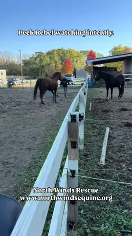 Rebel has always enjoyed jumping this on his own…. Hay piles…. Fences…. Today we decided to let him do it and be rewarded for trying. As he watched Kody jump the little pole so intently! 💜 Help us rescue, rehabilitate, retrain, and rehome! 💜 Donate online: www.northwindsequine.org 💜 via Venmo: @NorthWindsEquine (business profile)💜 via PayPal: paypal.me/northwindsequine 💜 via Check: 3857 W Jargo Road, Deerfield, WI 53531 💜 or send us something from our Amazon Wishlist: https://www.amazon.com/hz/wishlist/ls/5T36DJI7FOP7?ref_=list_d_wl_lfu_nav_9 💜 North Winds Rescue is a 501(c)3 non-profit animal welfare organization and has been rescuing horses since 2021. Tax ID:87-2959856#rescue #rescuehorses #horse #horses #equine                     