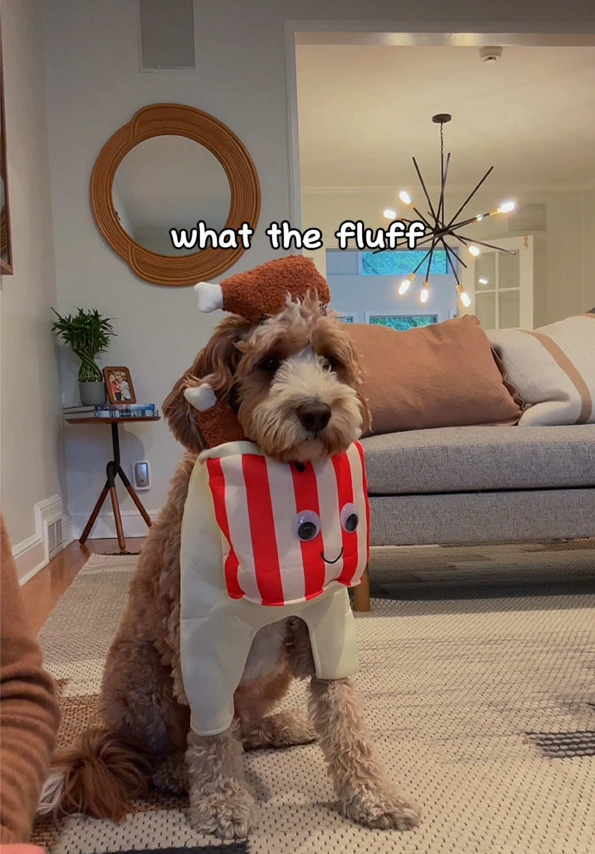 He is NOT AMUSED. 😂 Best Halloween costume for a goldendoodle. Dog costume is from @Chewy. #dogcostume #halloween #goldendoodle 