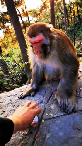 #tiktok #monkey #foryou 