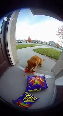 #ringdoorbell #ai #fypシ #viral #viralvideo 