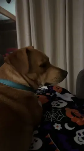 RALPHIE 🐶😍 #fyp #dogsoftiktok #hounddog #followme #doglover 