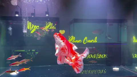 Ngừi ta tiểu bạch tiểu hồng mình thì là tiểu heo nước 🙂‍↔️ #ca #cachep #chepphitan #chepsutu 