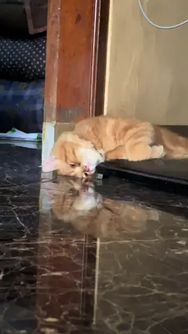 🥹#pyfffffffffffffffffffffffffffffffff #pyp #kucing 