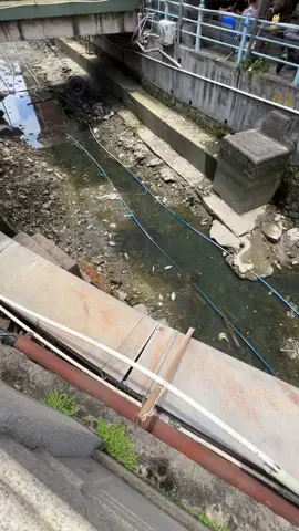 Cá thì nhiều mà câu thì móm #câuđài #xuhuongtiktok #caucatunhien #xuhuong 