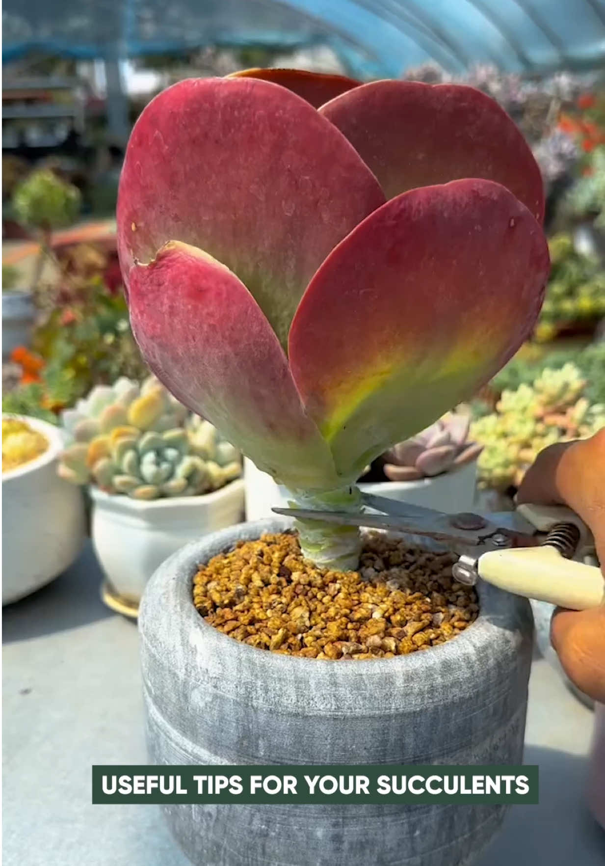 Useful tips for succulents 🪴  #succulents #suculentas #plants #gardening 
