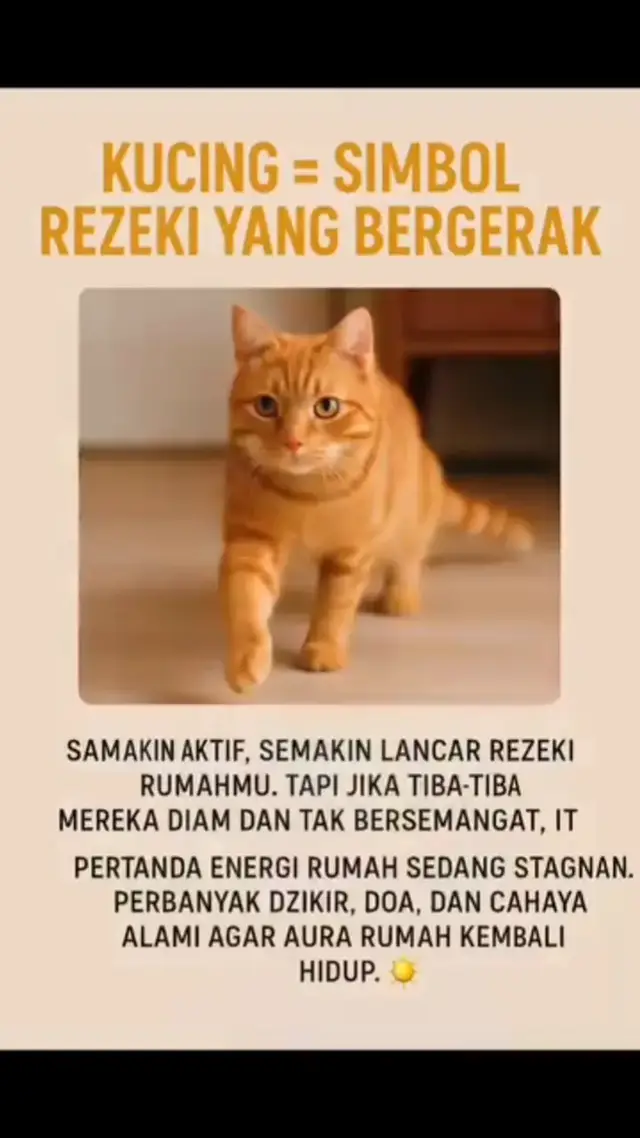 #sayangkucing #catlover 
