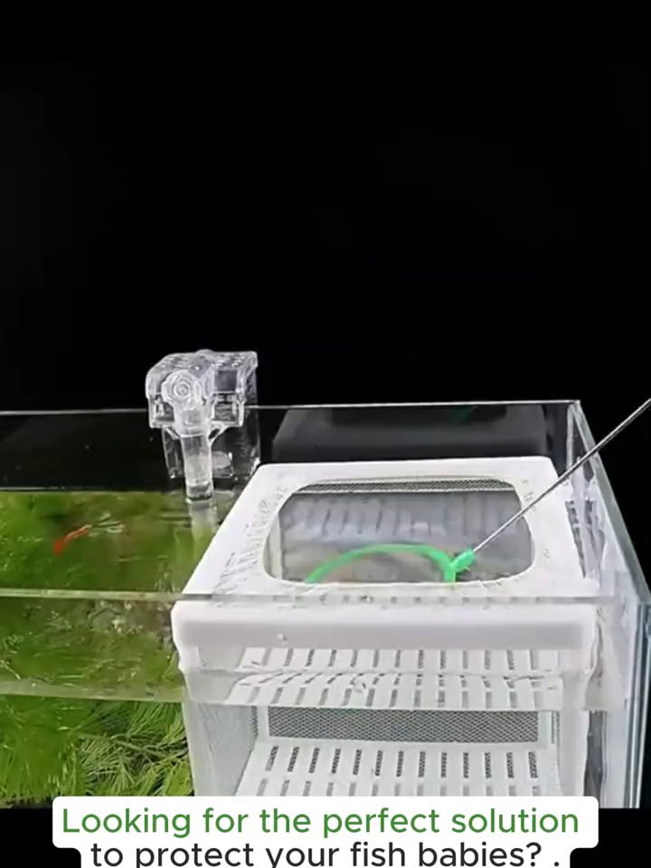 Fish Breeding Isolation Mesh Fish Tank Hatchery Breeder Box S/L Incubator For Fish Baby aquarium angelfish #Stopvalve #aquariumsupplies #aquarium #aquariumfish #aquariumhobby #aquariums