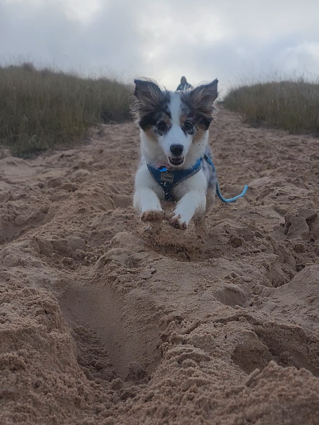 Our new dog Blue :) #aussiedog #austrialianshepherd 