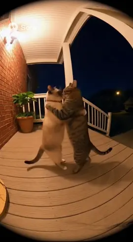 #parati #bachata #bailando #catsoftiktok #gatos 
